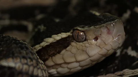 Fer de Lance Viper Snake Head Bothrops Asper 11 Stock Footage 88017421