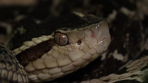 Fer de Lance Viper Snake Head Bothrops Asper 13 Stock Footage 88017703