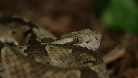 Fer de Lance Viper Snake Head Bothrops Asper Stock Footage 88018091