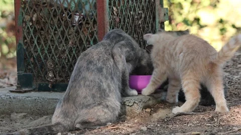 Feral cat and two kittens eating. Stock Footage 332748117