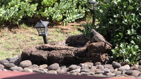 Feral Cat Attacking Bird at Backyard Birdbath 4K Stock Footage 147693413