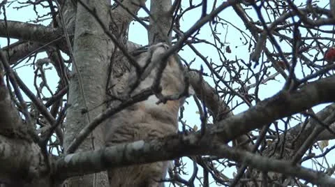 Feral Cat climbing Apple Tree Vidéo 22227300