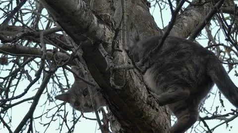 Feral Cat climbing Apple Tree Vidéo 22242025