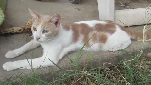 Feral Cat with different colored eyes Stock Footage 346326891