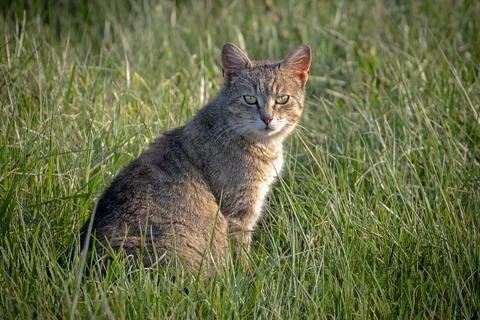 Feral cat in the field Stock Photos