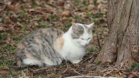Feral Cat Vidéo 11315425