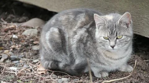 Feral Cat Stockbeeldmateriaal 11316070