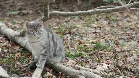 Feral Cat Vidéo 11319943