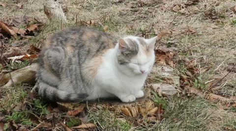 Feral Cat Vídeo Stock 11332231