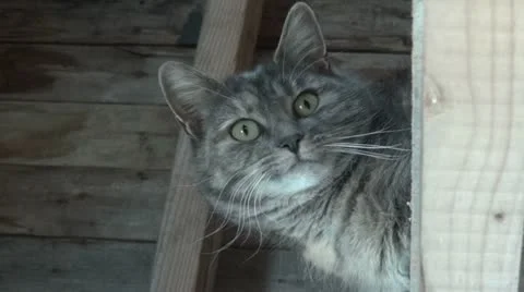 Feral Cat Vidéo 21881667