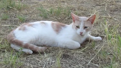 Feral Cat 스톡 동영상 334587248