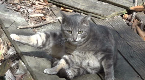 Feral Cat Grooming Stock Footage 22992708