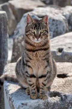 Feral Cat Stock Photos