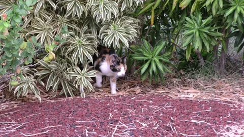 Feral Cat stalking Stock Footage 159015383