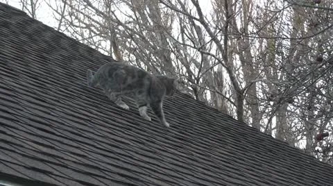 Feral Cat walking on Roof Stock Footage 22240053