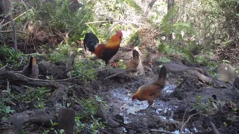 Feral Chickens Kauai Stock Footage 70576356
