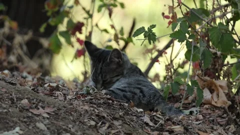 Feral gray kitten grooming. Stock Footage 332748116