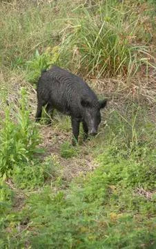 Feral hog Stock Photos