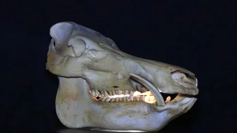 Feral hog skull rotating Stock Footage 240448884