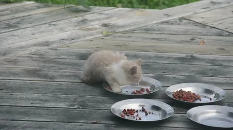 Feral Kitten Eats Vidéo 11330026