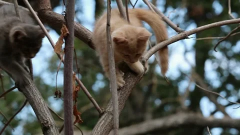 Feral kitten is having problems climbing down a tree. Stock Footage 332748158