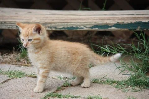 Feral Kitten Stock Photos