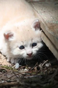 Feral Kitten 스톡 사진