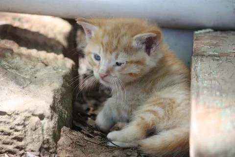 Feral Kitten 스톡 사진