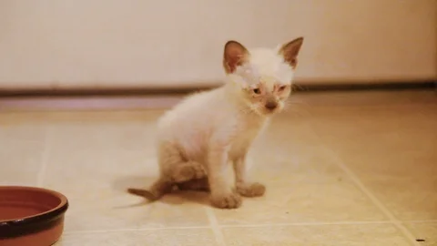 Feral Kitten Tormented By Fleas Stock Footage 115911689