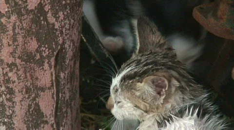 Feral kittens 1 Stock Footage 286937