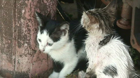 Feral kittens 2 Video stock 286839