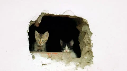 Feral kittens hiding in gap to basement. Stock Footage 147744123