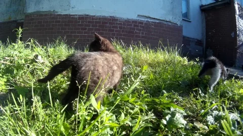 Feral kittens jumping over each other on a street Stock Footage 90749553
