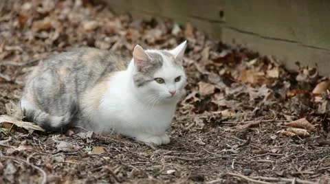 Feral Kitty Vídeo Stock 11017636