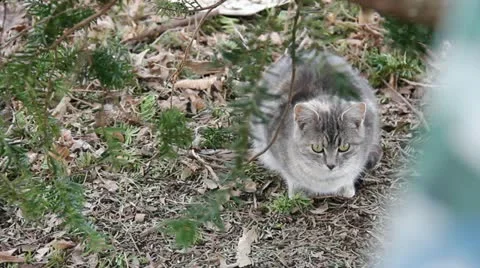 Feral Kitty Stock Footage 11017666