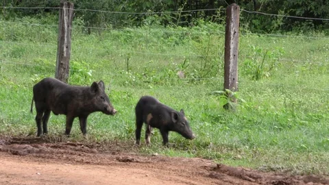 Feral Pig Juvenile Pair Pigs or Swine Standing Walking in Brazil South America Stock Footage