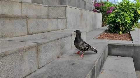 Feral Pigeon Jumping and Flapping Wings in Slow Motion Video stock 334408281