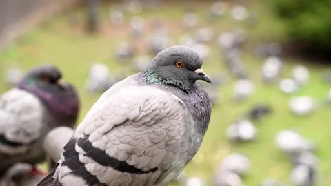 A feral pigeon looking at camera. Wild rock dove with bird flock Stock Footage 258228551