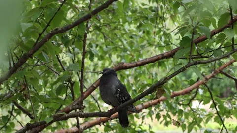 Feral pigeon perched among tree branches Stock Footage 340776024