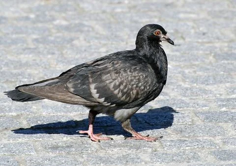 Feral Pigeon Stock Photos