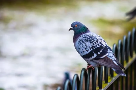 Feral pigeon standing on a fence 2 Stock Photos