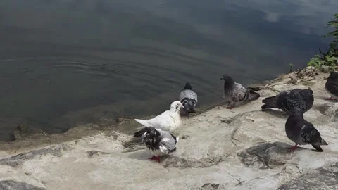 Feral Pigeons Bathing and Resting Beside a River Video stock 344255732