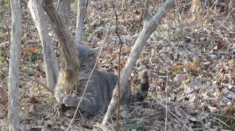 Feral Scenting Tree Stockbeeldmateriaal 22637998
