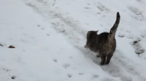 Feral Stretch in the Snow Vidéo 22516925