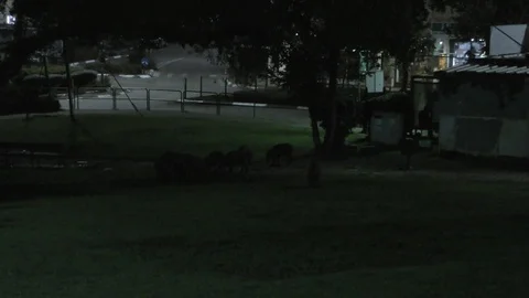 Feral wild ugly stinking pigs flock cities in Northern Israel with no fear Vidéo 100243605