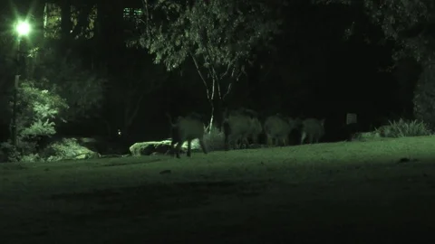 Feral wild ugly stinking pigs flock cities in Northern Israel with no fear Vidéo 100243979