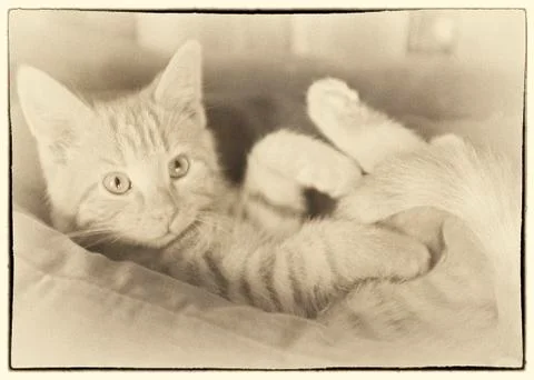 Fergus on back Stock Photos