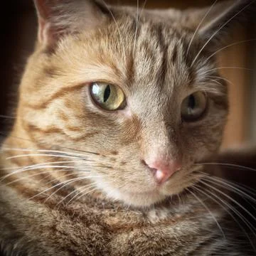 Fergus face Stock Photos