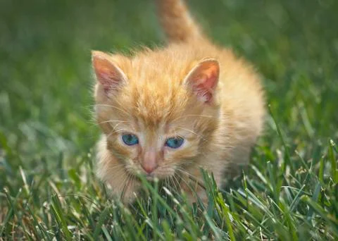 Fergus in the grass 1 Stock Photos