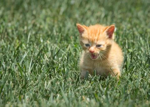 Fergus in the grass 5 Stock Photos